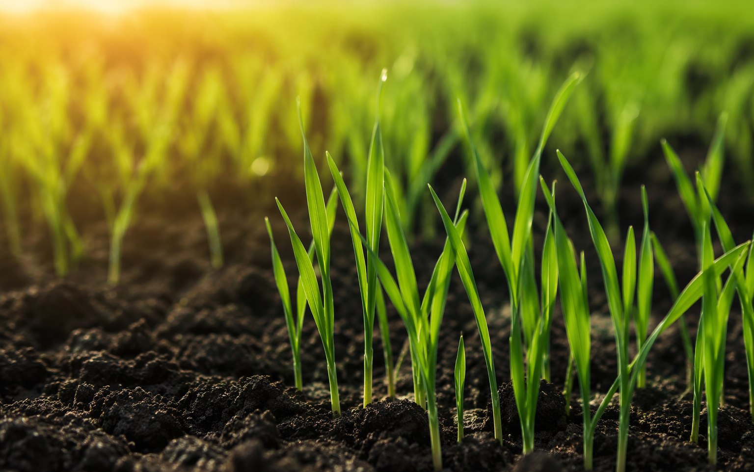 Молодые проростки пшеницы — селекция и семеноводство KazSeeds